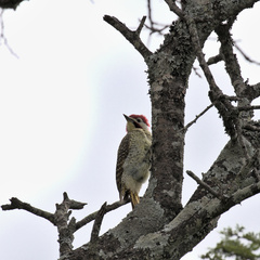 Campethera bennettii