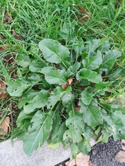 Beta vulgaris