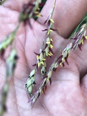 Sorghum halepense