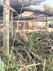 Sorghum halepense