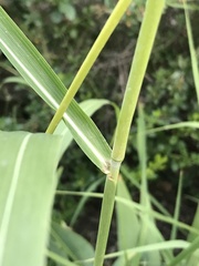 Sorghum halepense