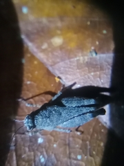 Tetrigidae