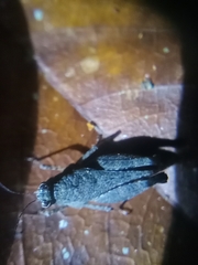Tetrigidae