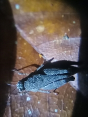 Tetrigidae