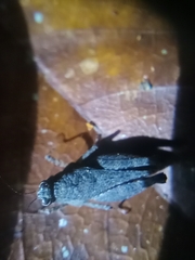 Tetrigidae