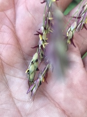 Sorghum halepense