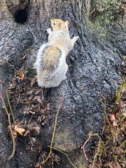 Sciurus carolinensis