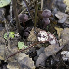 Marasmius plicatulus