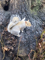 Sciurus carolinensis