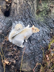Sciurus carolinensis