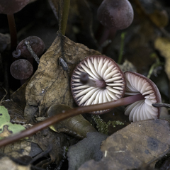 Marasmius plicatulus