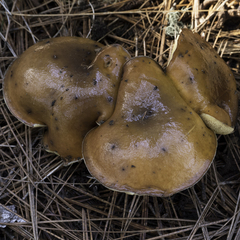 Suillus pungens