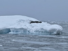 Leptonychotes weddellii