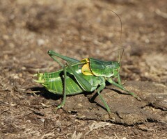 Polysarcus denticauda