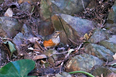 Turdus hortulorum