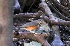 Turdus hortulorum