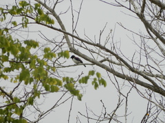 Cinnyricinclus leucogaster