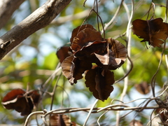 Terminalia elliptica
