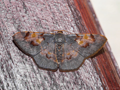 Serratophyga sterrhoticha