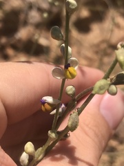 Monnina linearifolia