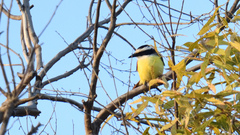 Pitangus sulphuratus