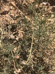 Monnina linearifolia