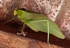 Stilpnochlora