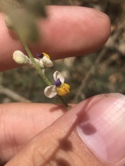 Monnina linearifolia