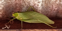 Stilpnochlora