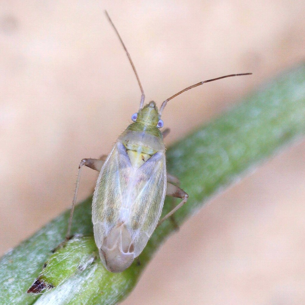 Plant bug