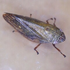 Omalophora pectoralis