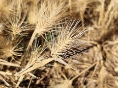 Hordeum geniculatum