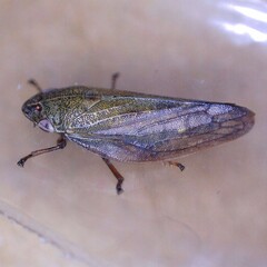 Omalophora pectoralis