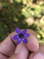 Conanthera trimaculata