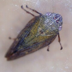 Omalophora pectoralis