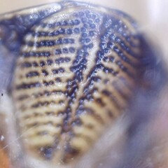 Omalophora pectoralis