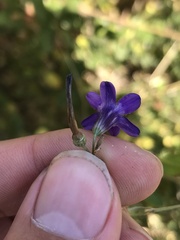 Conanthera trimaculata