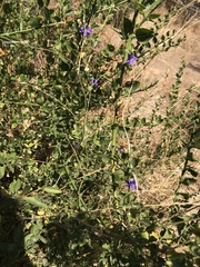 Conanthera trimaculata