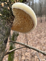 Pseudospongipellis unicolor