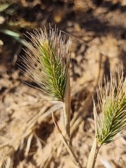 Hordeum geniculatum