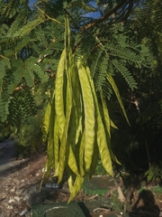 Leucaena leucocephala