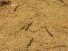 Opsariichthys bidens
