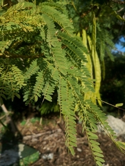 Leucaena leucocephala