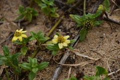 Wedelia prostrata