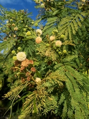 Leucaena leucocephala