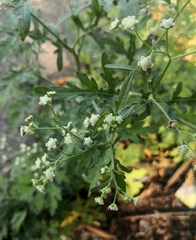 Parthenium hysterophorus