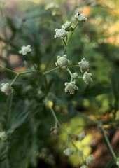 Parthenium hysterophorus