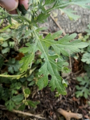 Parthenium hysterophorus