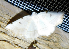 Eilicrinia trinotata