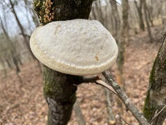 Pseudospongipellis unicolor